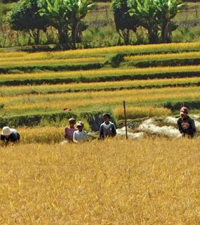 Madagascar : projet ARENA