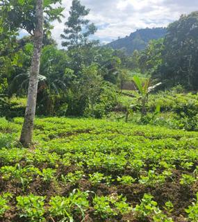 Icone Projet Reforestation et Agroécologie réintégration migrants en Haïti