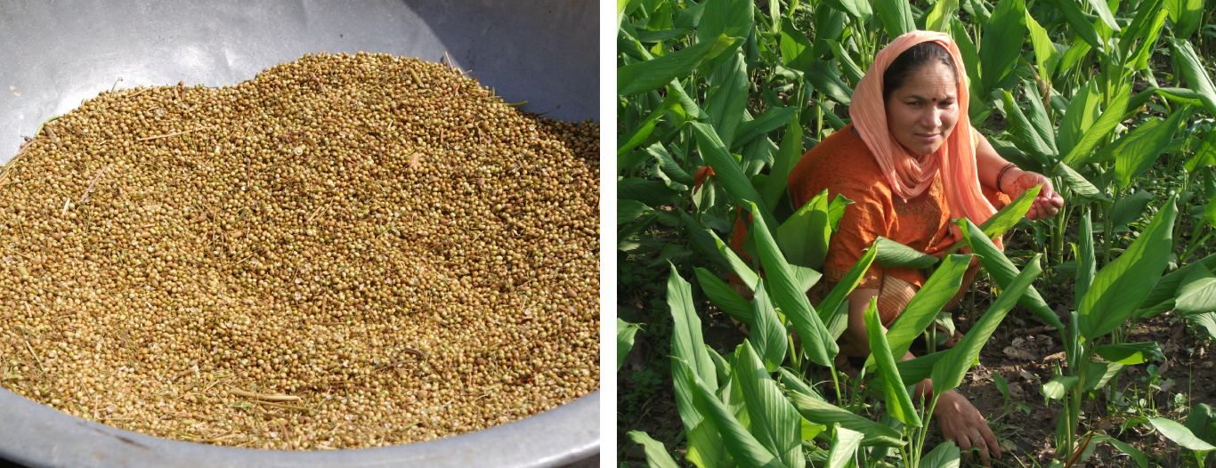 Image projet achevé Dehra Dun en Inde