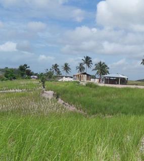 Icone Services agricoles, Diversification et résilience Haïti