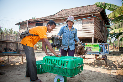 Elevage et vente de poulets locaux