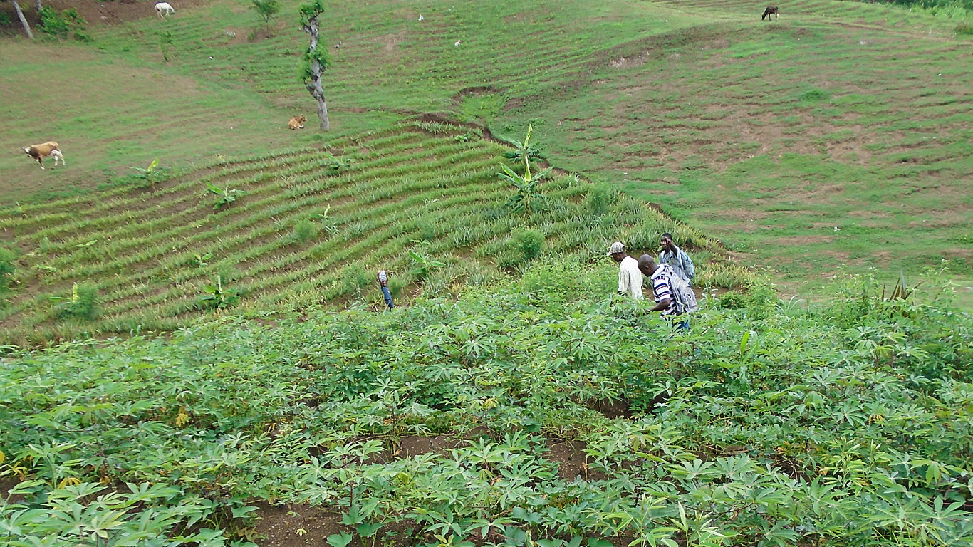 Projet Transition agro-écologique Limbé