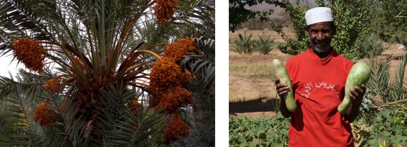 Image projet achevé PAFO Maroc