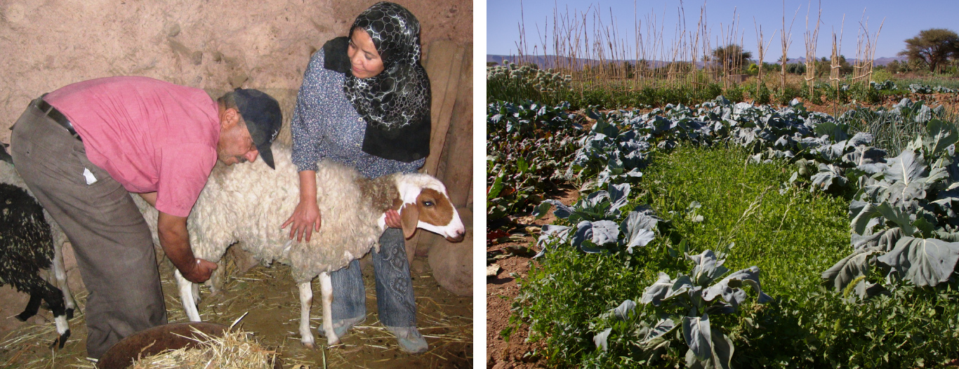 Image projet achevé PAPAMO au Maroc