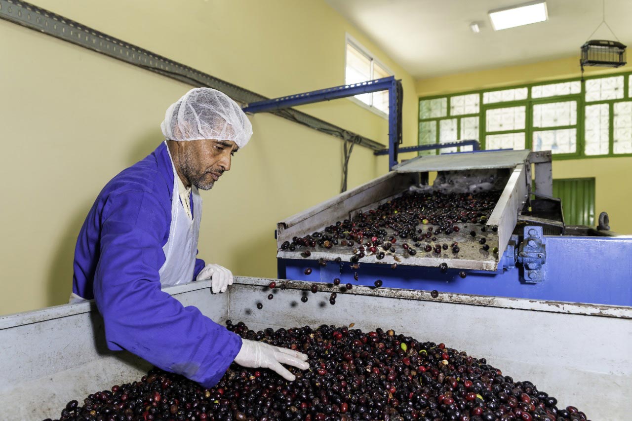 production d'huile d'olive au Maroc