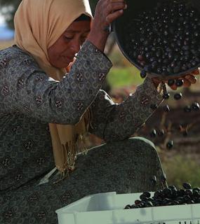 Maroc : projet de production d'huile d'olive