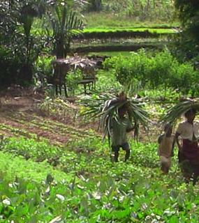 Madagascar : projet PAPAM