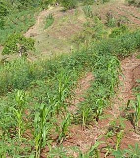 Haïti : projet Transition agro-écologique