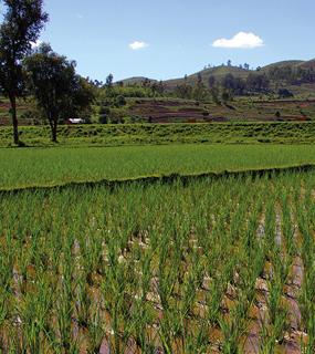 Actualité "Bilan carbone réduit et résultats économiques en hausse : quand la science démontre l’impact positif de l’agro-écologie !"