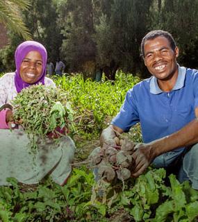 icone Projet PAPSA au Maroc