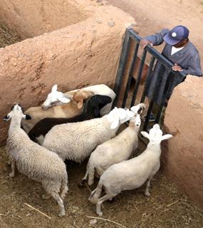 icone projet PSALCP au Maroc