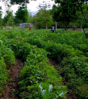 icone projet achevé PSANH en Haïti