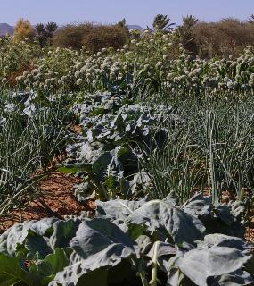 icone projet achevé PAPAMO au Maroc