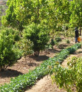 Article Note de position AFD sur intégration de l'agroecologie dans les projets