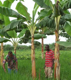 Projet PRODIAP Gabon