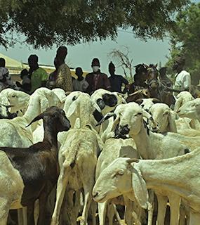 actu-2025-08-journee-de-lelevage-senegal-icone.jpg 