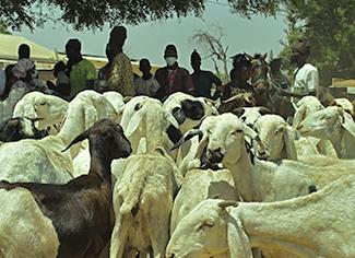 actu-2025-08-journee-de-lelevage-senegal-icone.jpg 